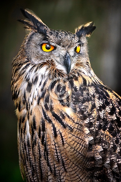 Eurasian Eagle Owl--Always Looking For Prey