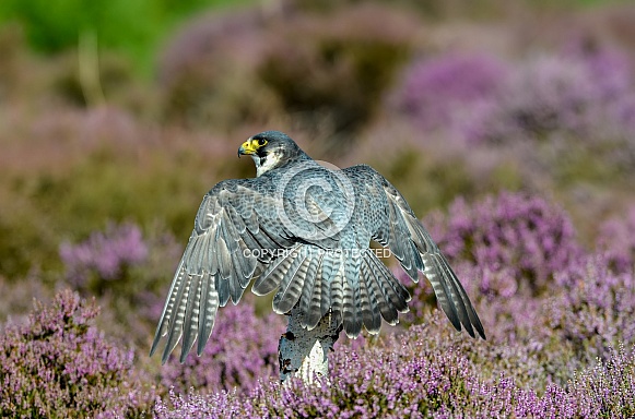 Peregrine Falcon