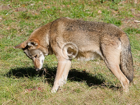 Red wolf