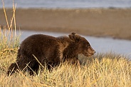 Bear cub walking in the grass