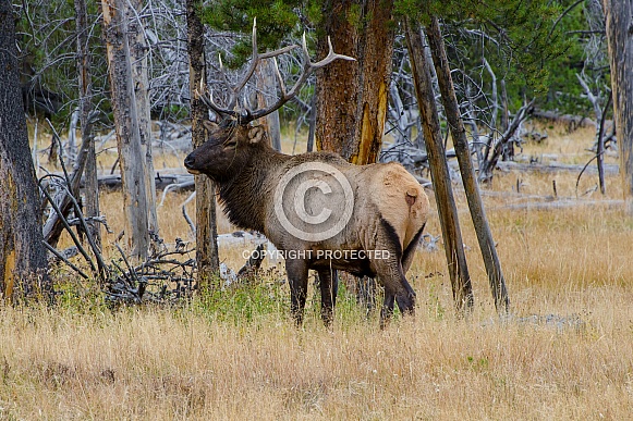 Bull Elk in the Woods