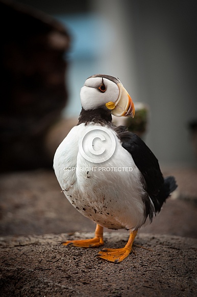 Horned Puffin