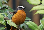 White crowned Robin Chat