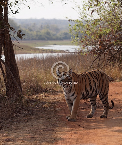 Bengal Tiger