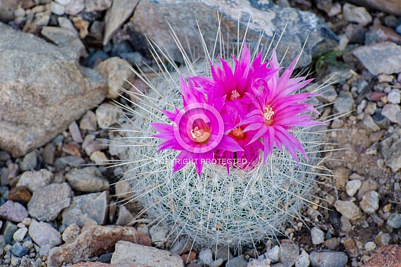 Barrel Cactus in Full Bloom