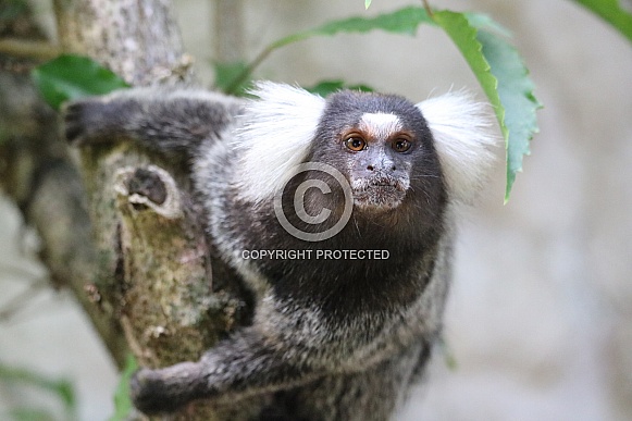 Marmoset