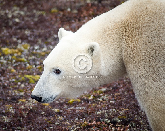 Wild Polar Bear in Canada Wild Polar Bear in Canada