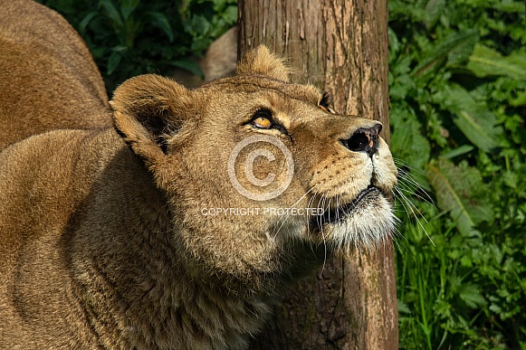 Female lion, close up, side profile