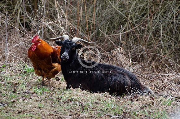 Rhode Island Red Rooster, Pygmy Goat, Gray and White Cat