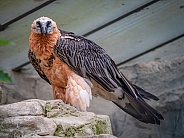 Bearded Vulture (Gypaetus barbatus)