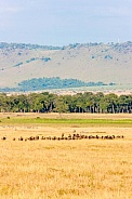 Masai Mara savannah
