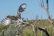 Great-horned Owl in Flight
