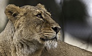 Asiatic Lion Side Profile Face Shot