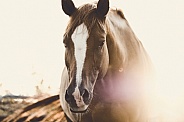 Mare horse portrait during sunrise closeup
