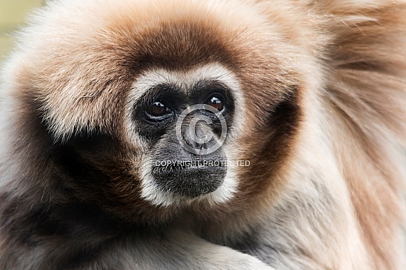 Lar gibbon close up