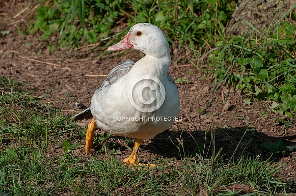 Muscovy Duck