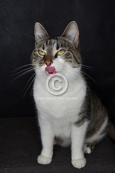 Mystery Cat Mystery Cat