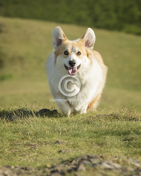 Pembroke Corgi Running Pembroke Corgi Running