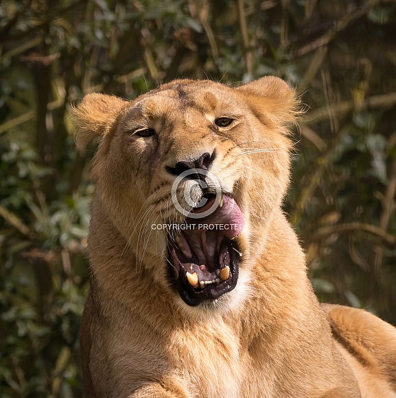 Asiatic Lion Asiatic Lion