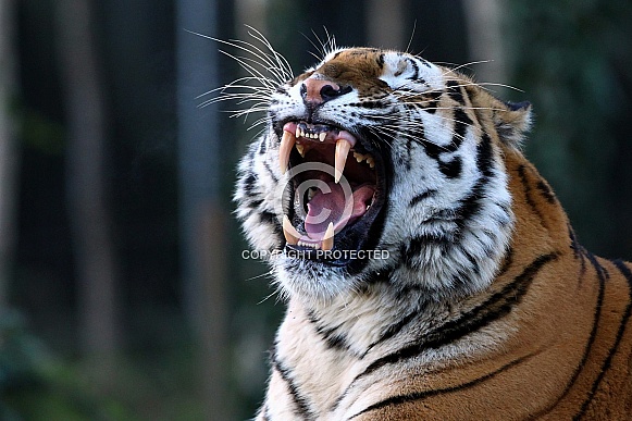 Amur (Siberian) Tiger