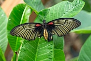 Papilio Lowi or the Asian swallowtail