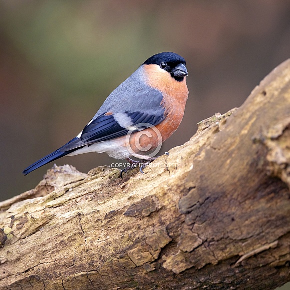 Bullfinch Bullfinch