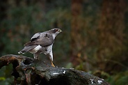 The northern goshawk in a forest