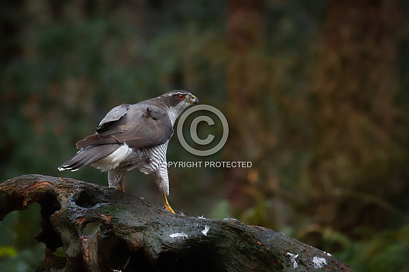 The northern goshawk in a forest