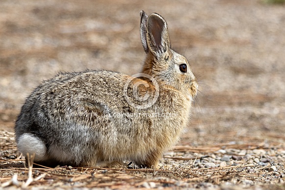 Cottontail rabbit