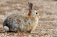 Cottontail rabbit