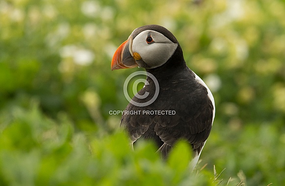 Puffin Puffin