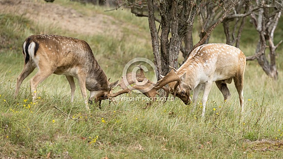 Fallow Deer