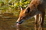 Red Fox drinking Water
