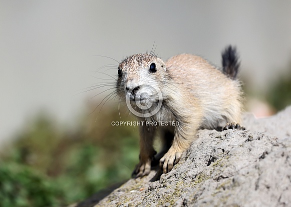 Prairie dog, genus Cynomys Prairie dog, genus Cynomys