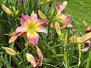 Pink Daylily