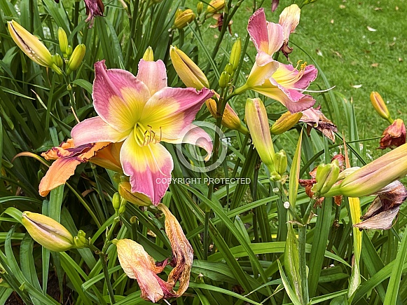 Pink Daylily