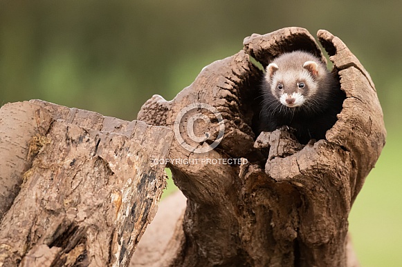 Female European Polecat