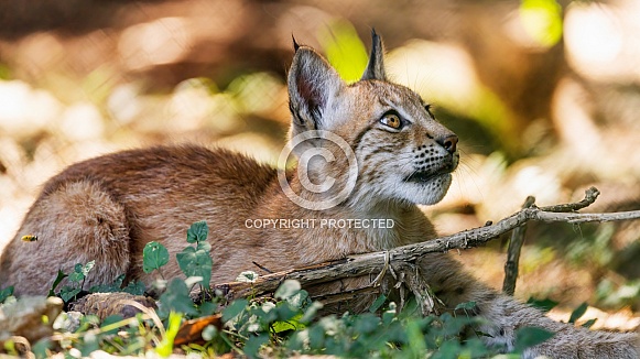Profile of a baby lynx Profile of a baby lynx