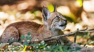 Profile of a baby lynx