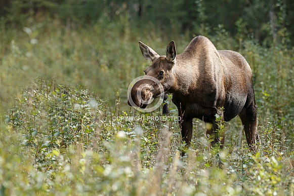 The moose or elk (Alces alces)