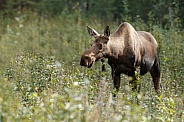 The moose or elk (Alces alces)