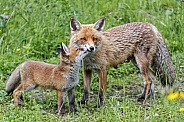 Red Fox and Cub
