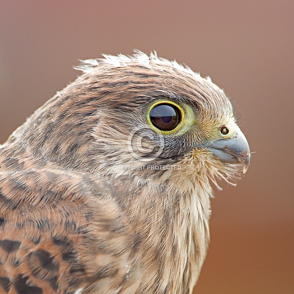 The common Kestrel