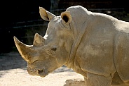 White Rhino Close Up