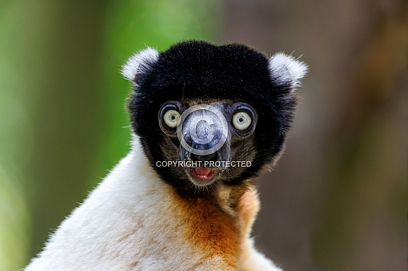 Crowned sifaka (Propithecus coronatus) Crowned sifaka (Propithecus coronatus)