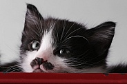 Kitten face with mustache closeup