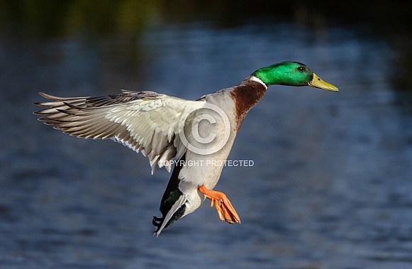 A Mallard in flight