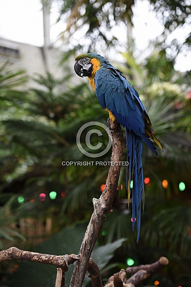Blue and Gold Macaw Blue and Gold Macaw