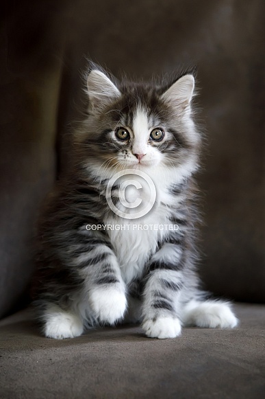 Maine coon