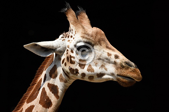 Rothschild's Giraffe